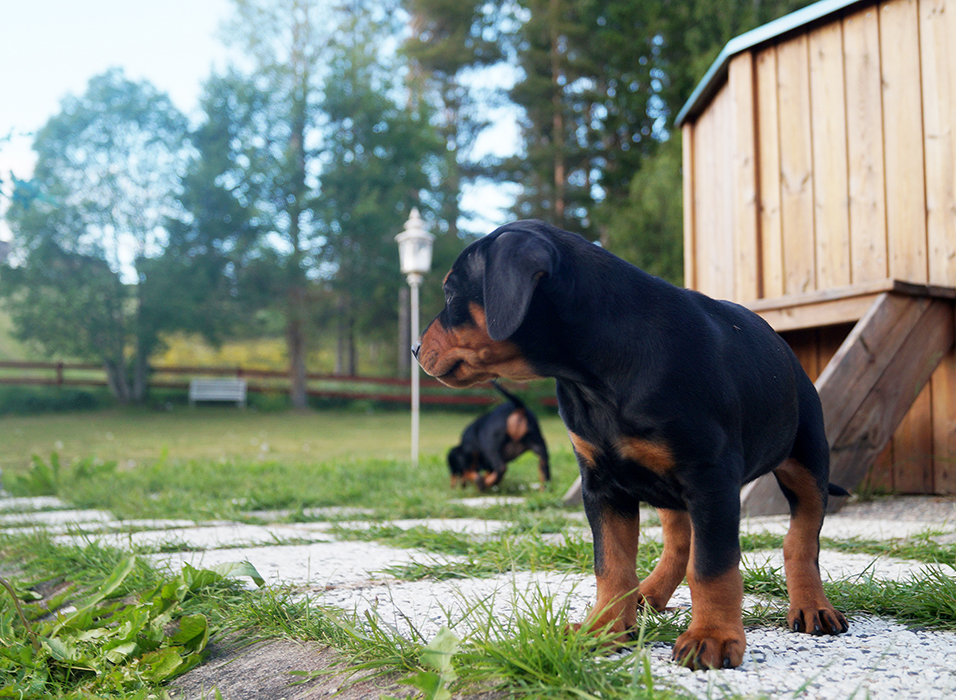 Pinscher * Xélanc Kindly Kashmir 6 veckor